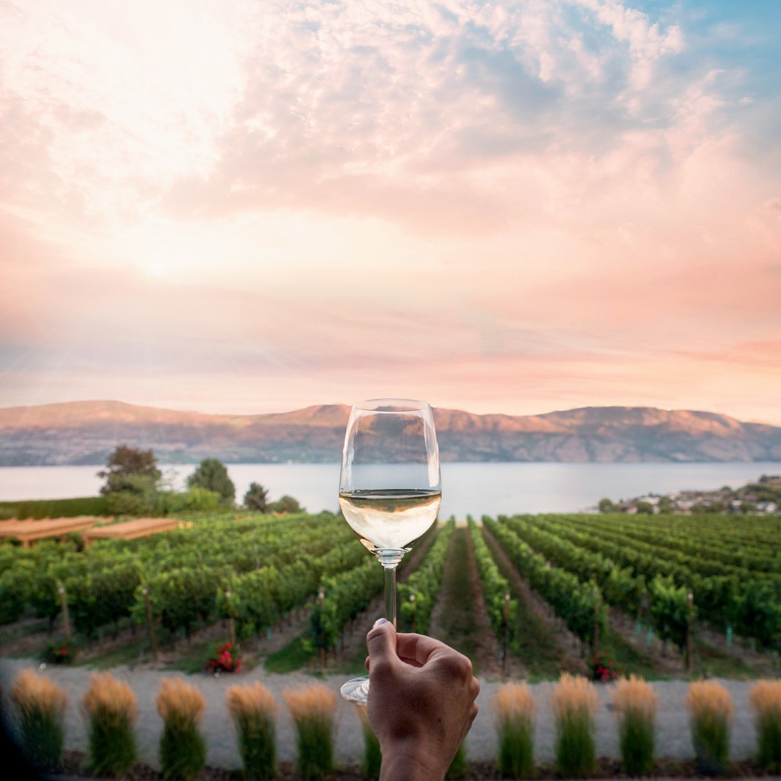 White Wine Glass with vineyard and lake view
