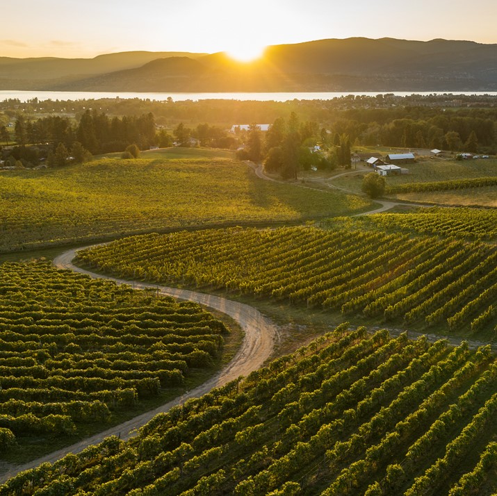 View of Sperling Vineyards at Sunset